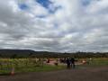 vineyard